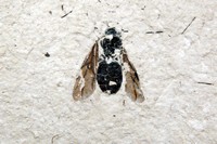 Hymenopteres sp